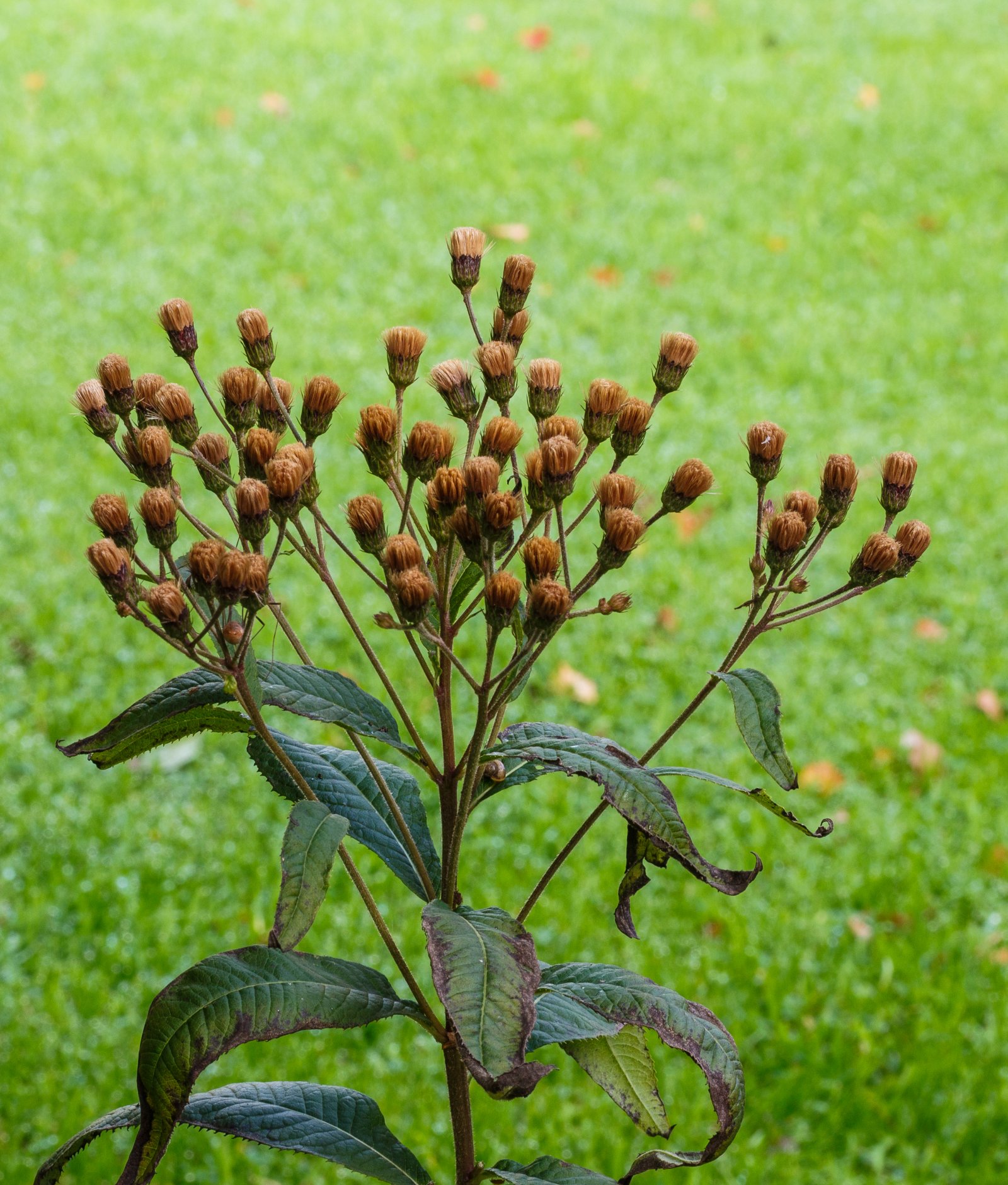 Vernonie Crinita 'Mamuth'