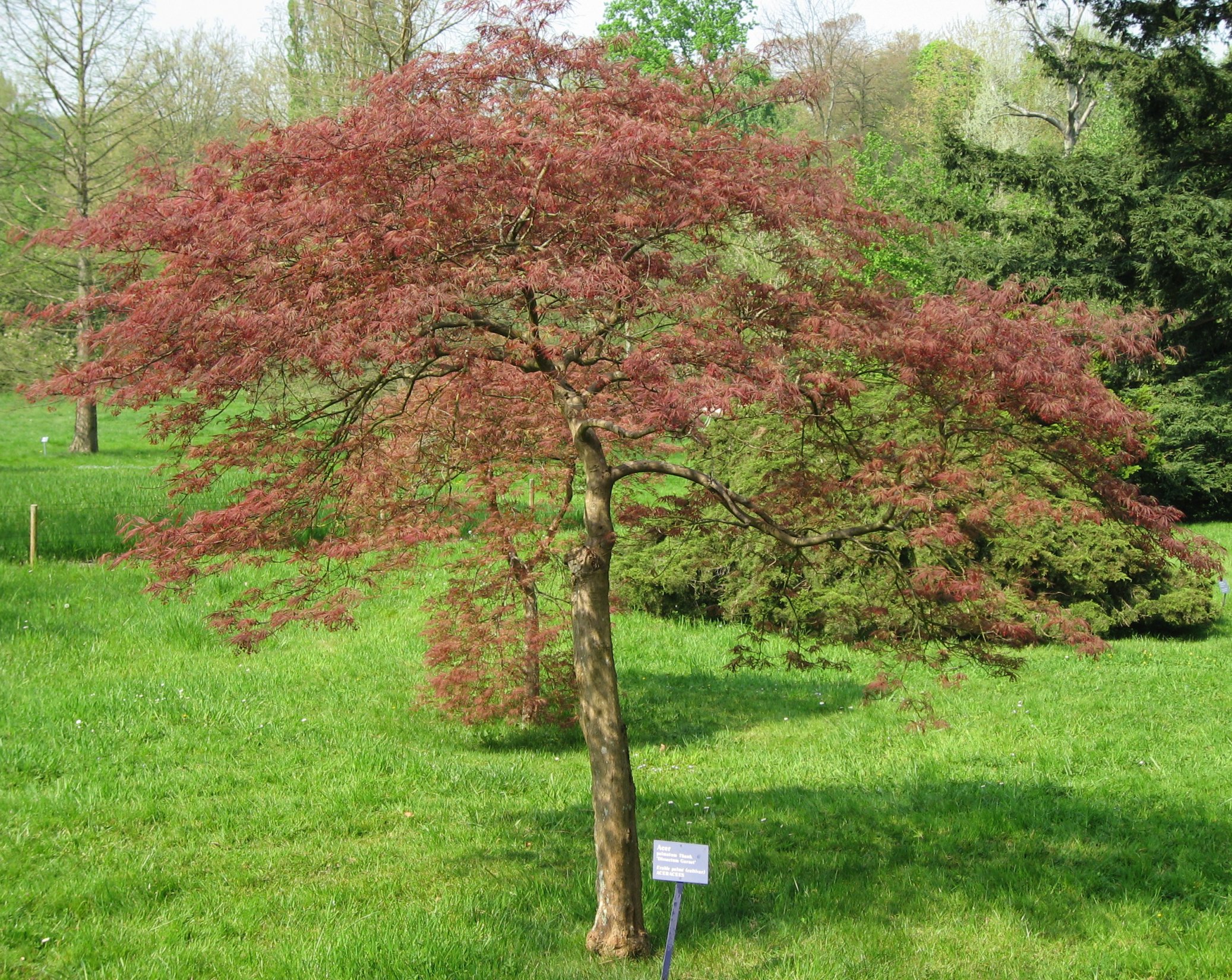 Javor dlanitolistý 'Dissectum Garnet'