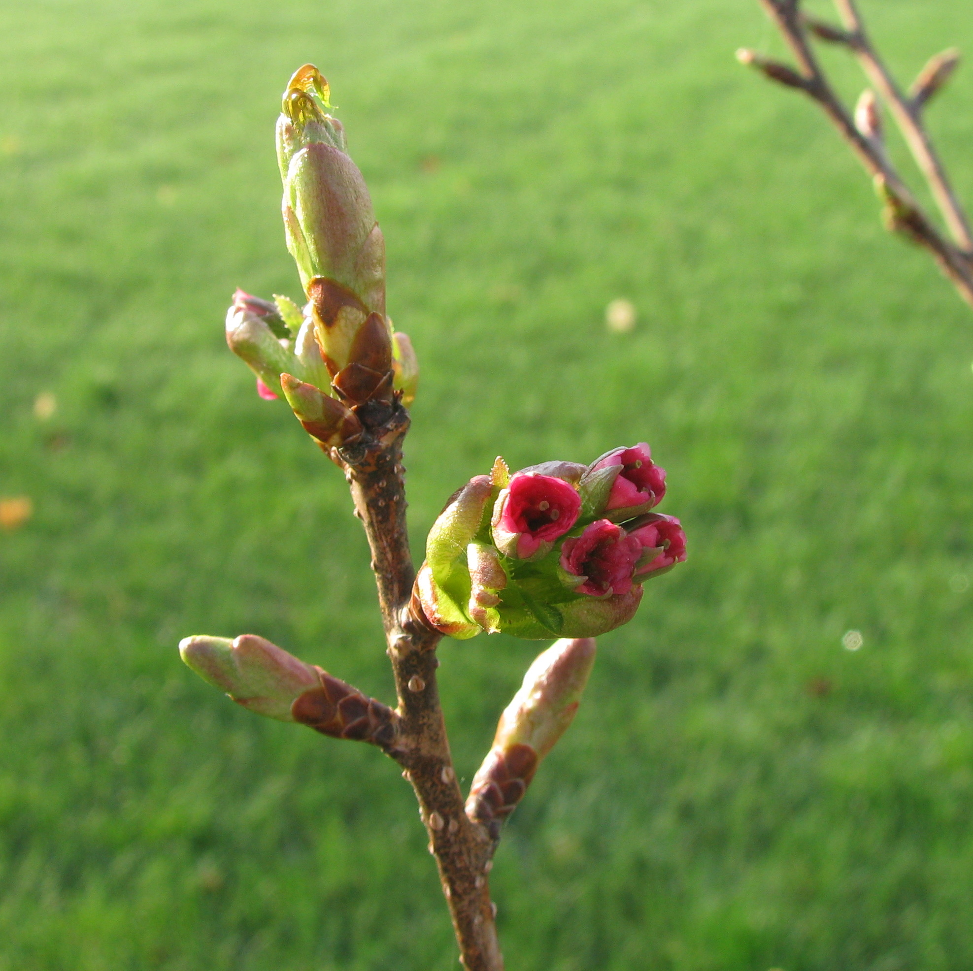 Sakura ozdobná 'Kanzan'