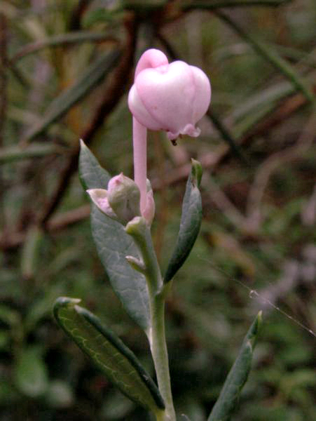 Kyhanka bažinná 'Blue Ice'