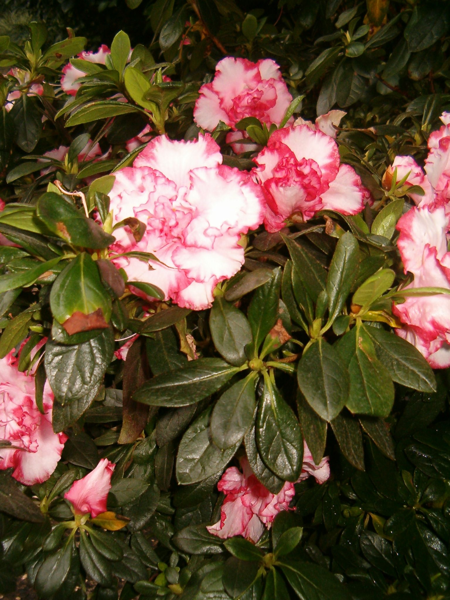 Azalka pokojová 'Furious Fuji'