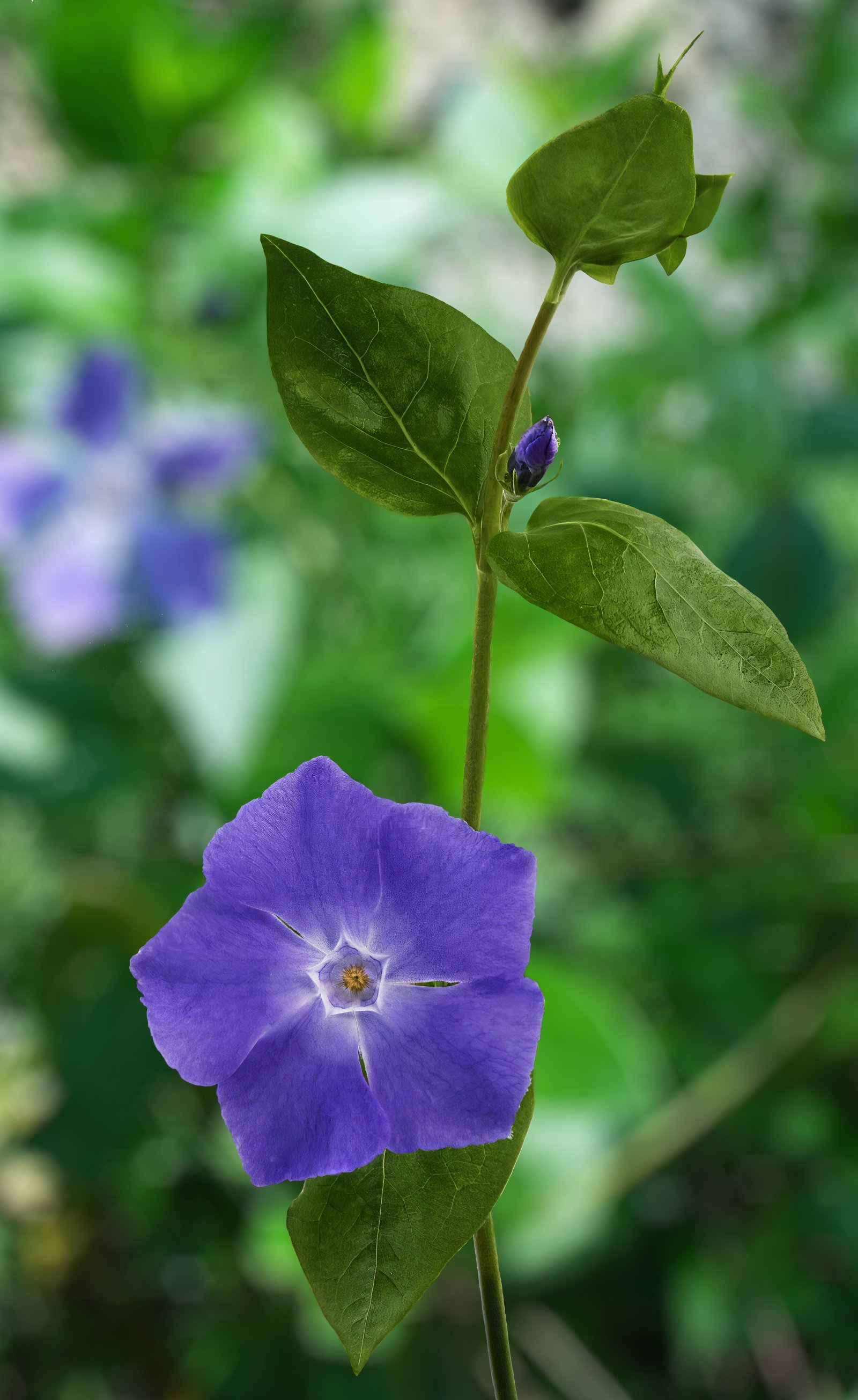 Barvínek větší 'Variegata'