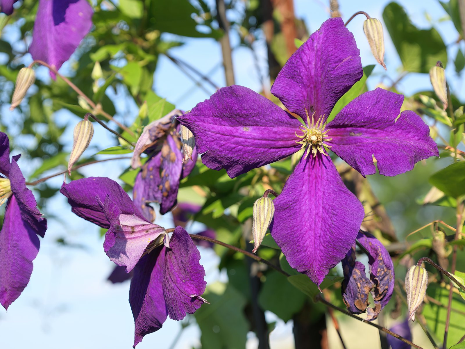 Plamének Jackmanův 'Purpurea'
