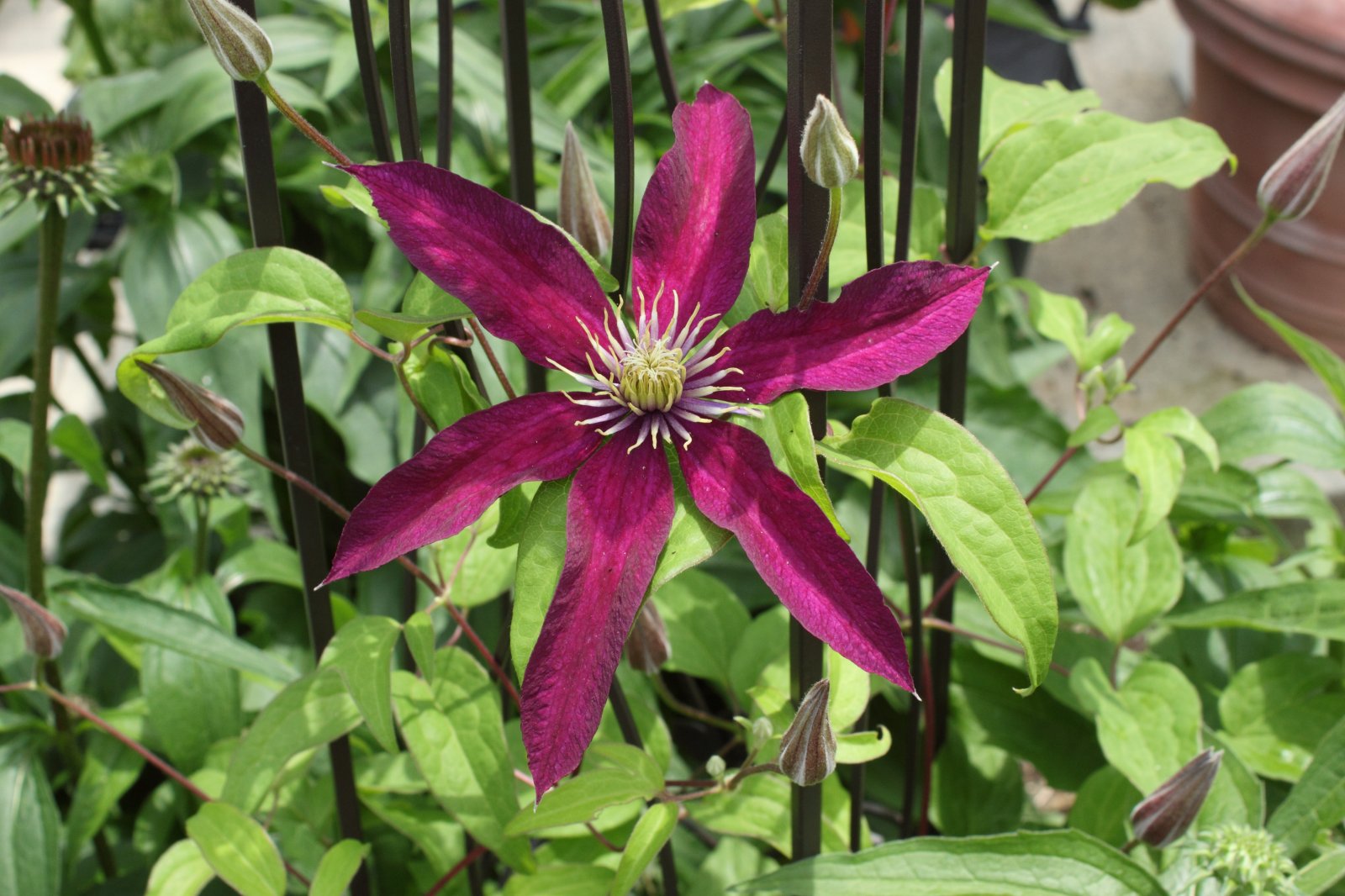 Plamének 'Niobe'