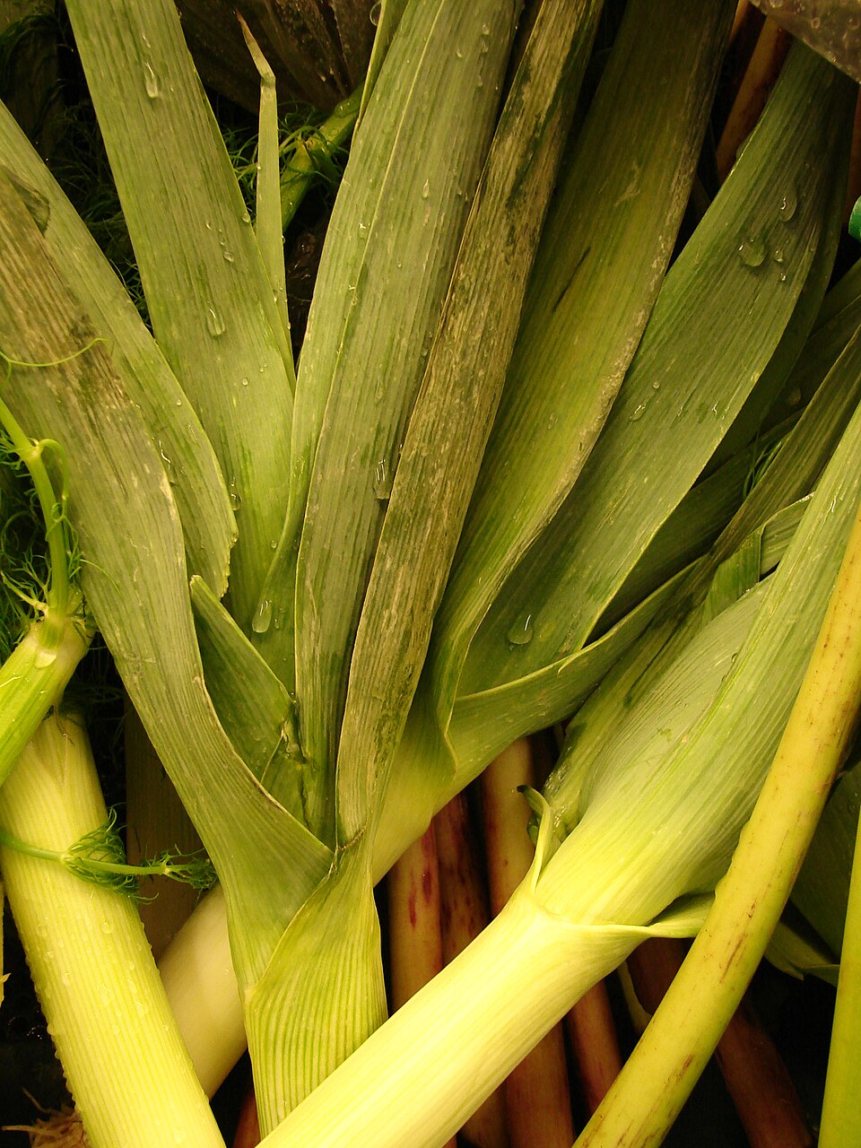 Pórek