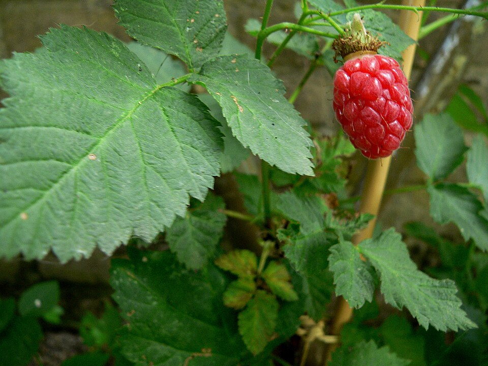 Ostružiník Tayberry