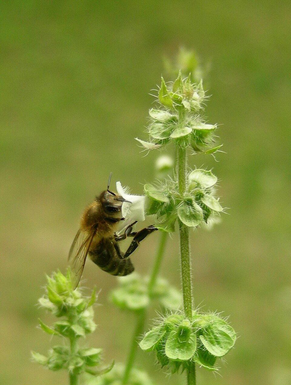 Bazalka citronová
