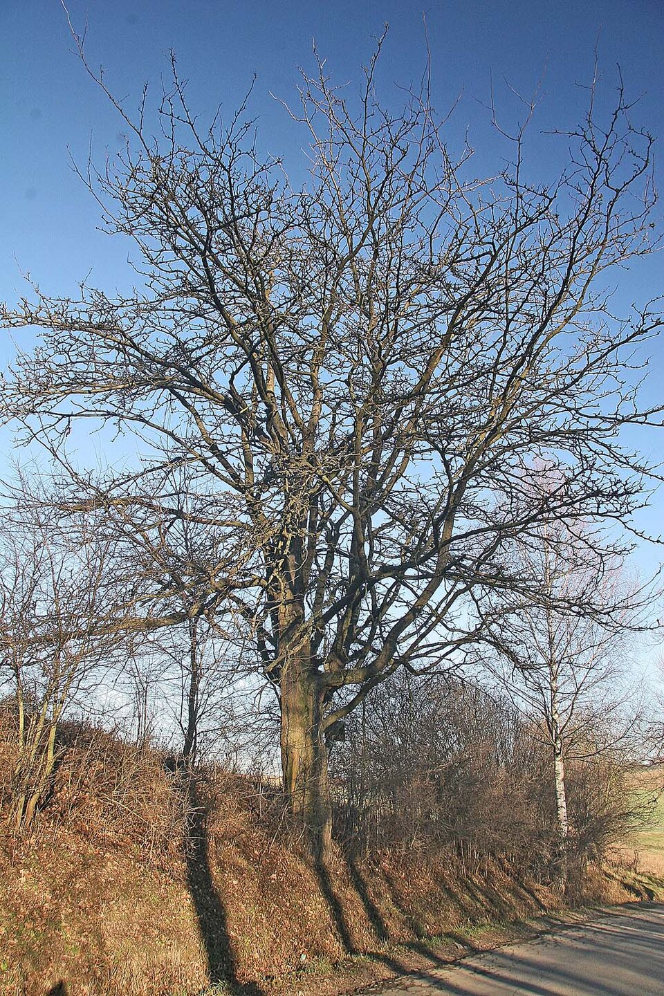 Dřezovec trojtrnný