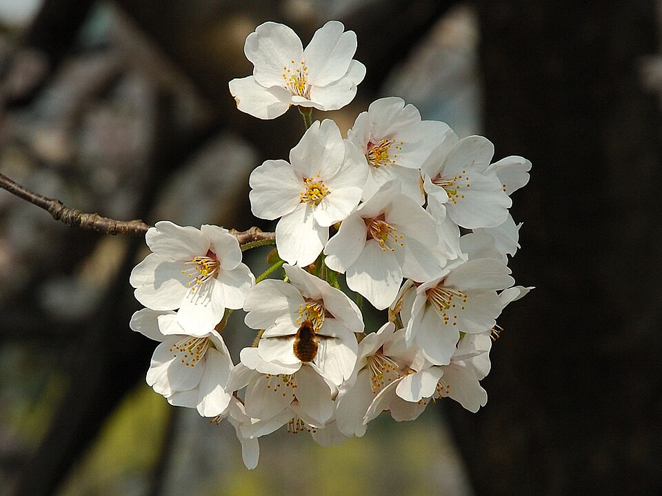 Sakura (okrasná višeň pilovitá)