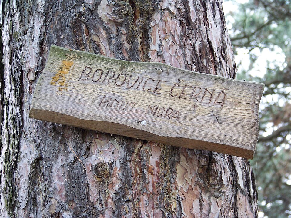 Borovice černá