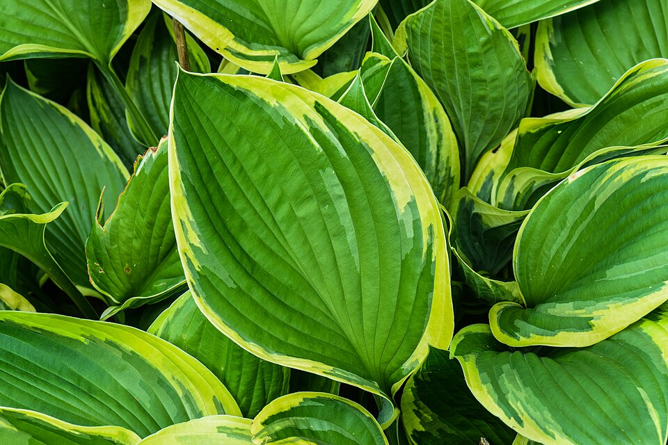Hosta Sieboldova