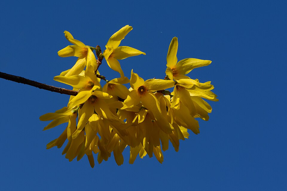 Zlatice (forsythie)