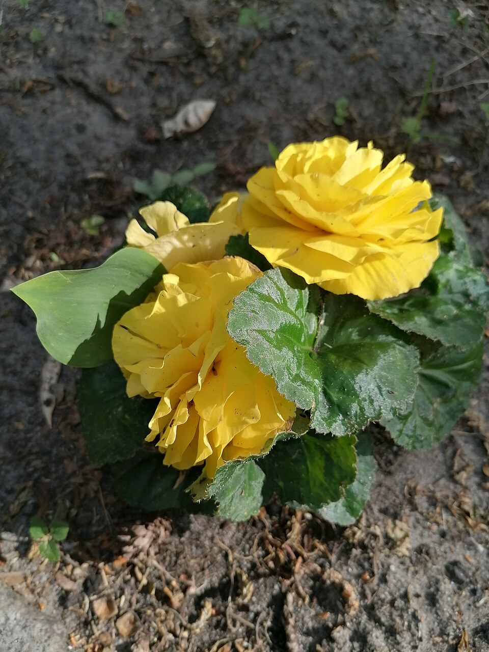 Begonie hlíznatá
