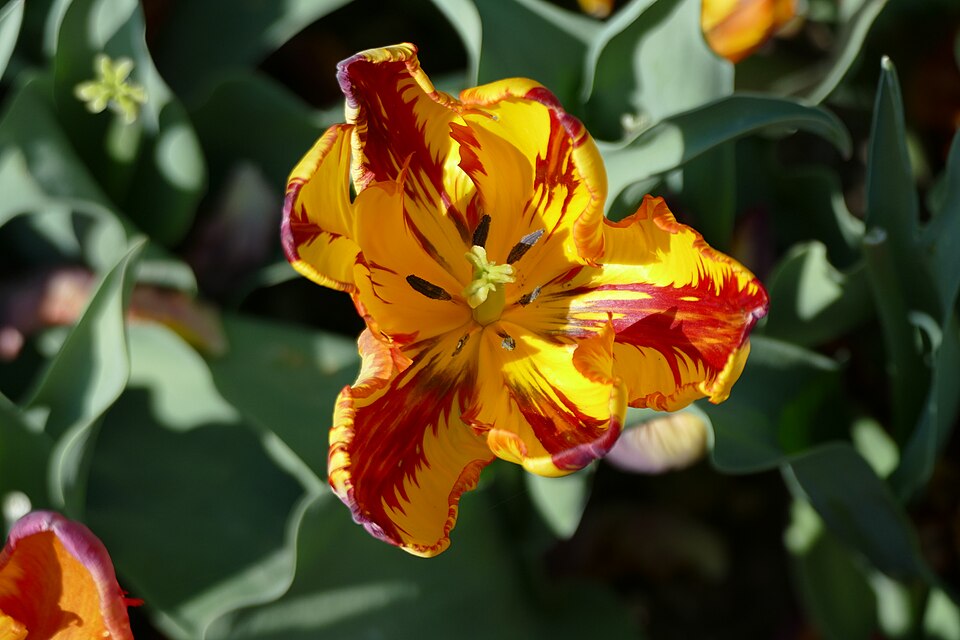 Tulipán papouščí