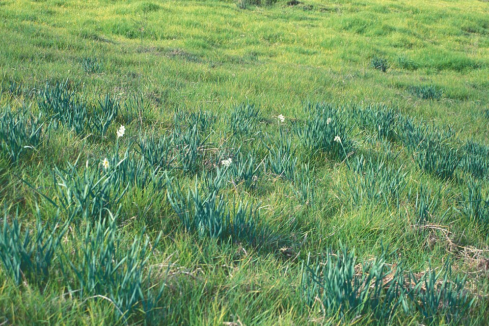 Narcis Tazetta