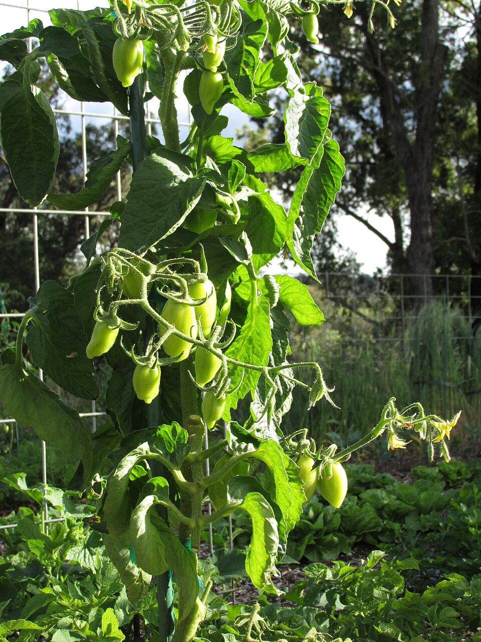 Rajče San Marzano