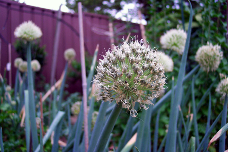 Cibule šalotka