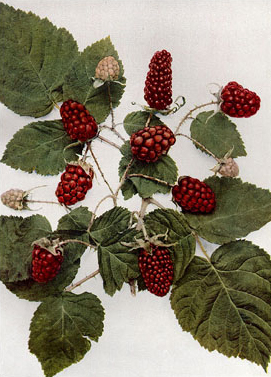 Ostružiník Loganova (Loganberry)