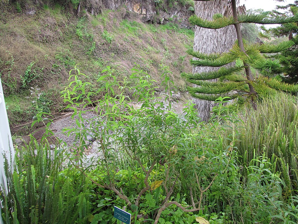 Verbena citronová