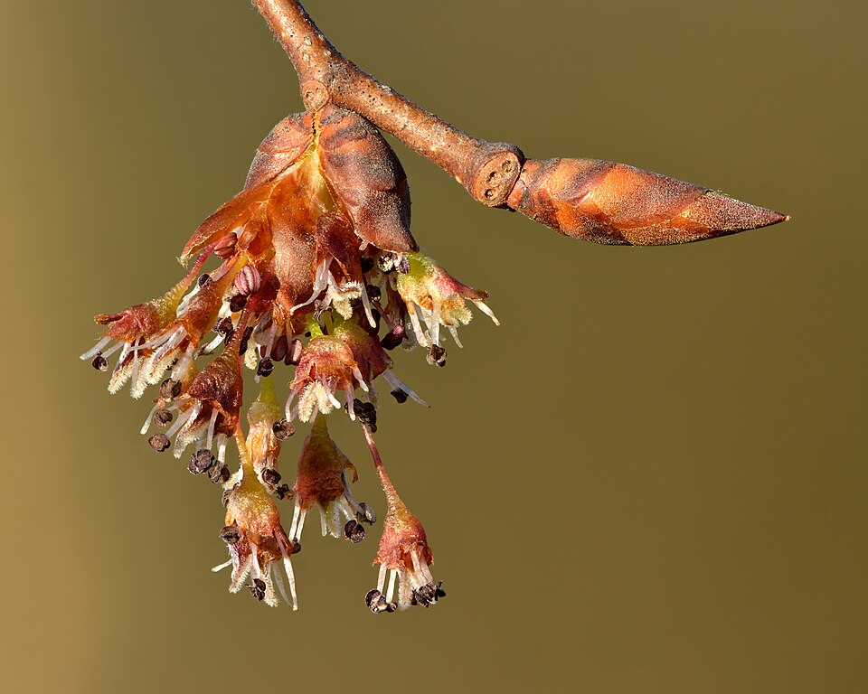 Jilm vaz