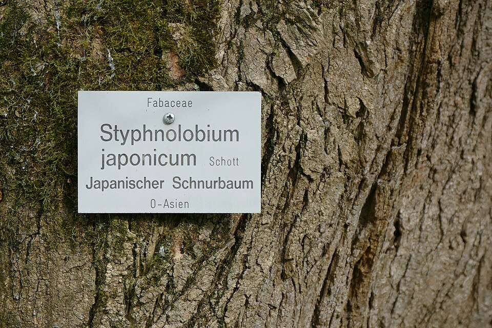 Jerlín japonský