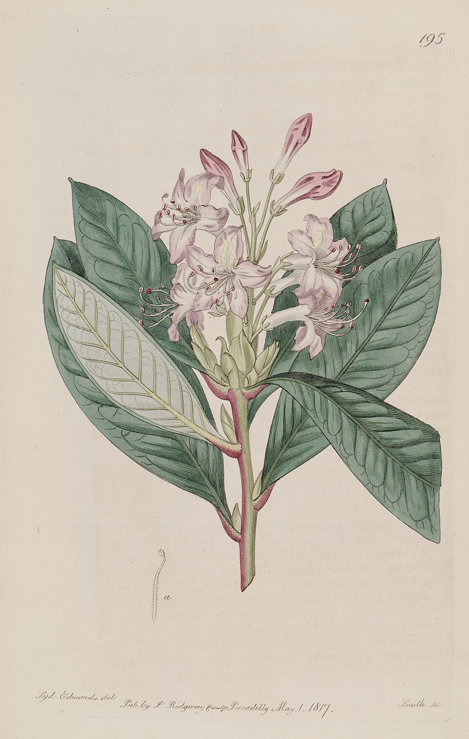 Pěnišník (rododendron)