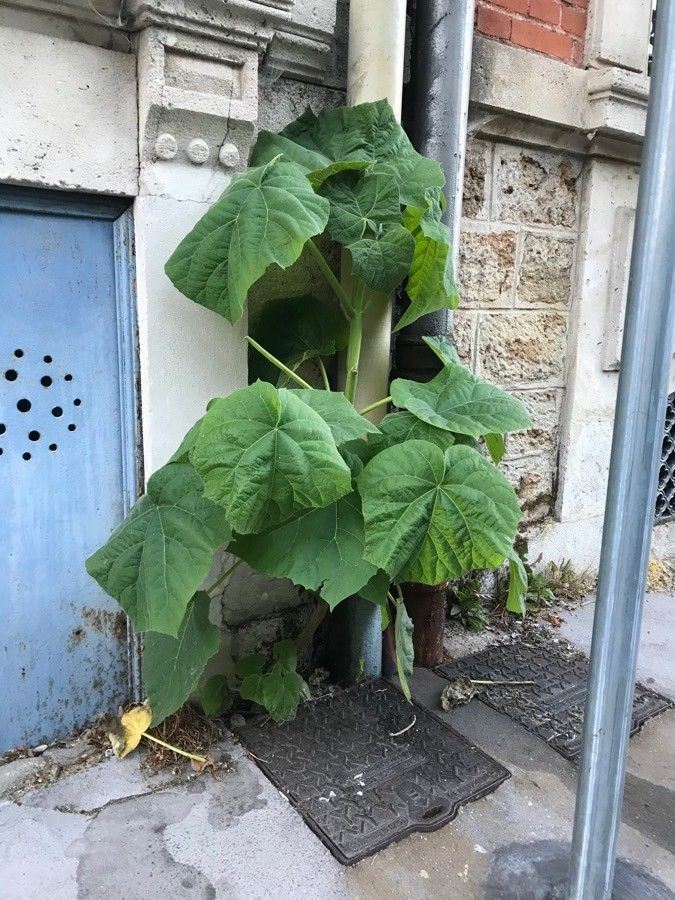 Pavlovnie plstnatá