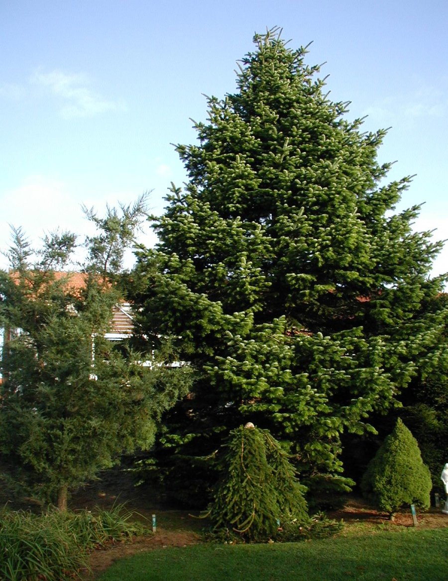 Jedle kavkazská