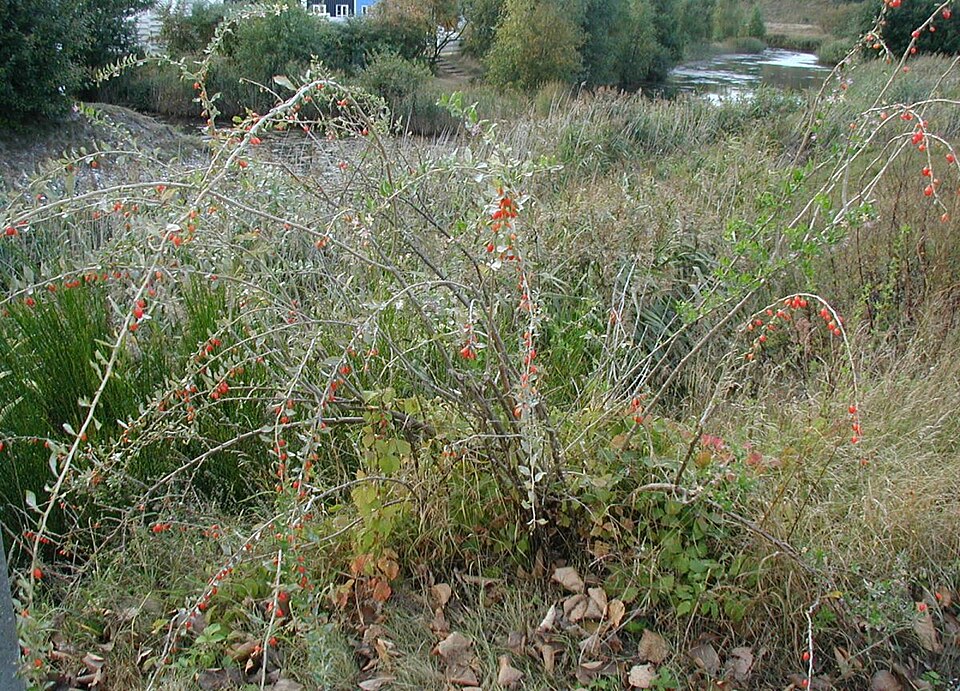 Kustovnice cizí (goji)