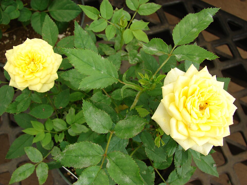 Růže druhová (botanická)