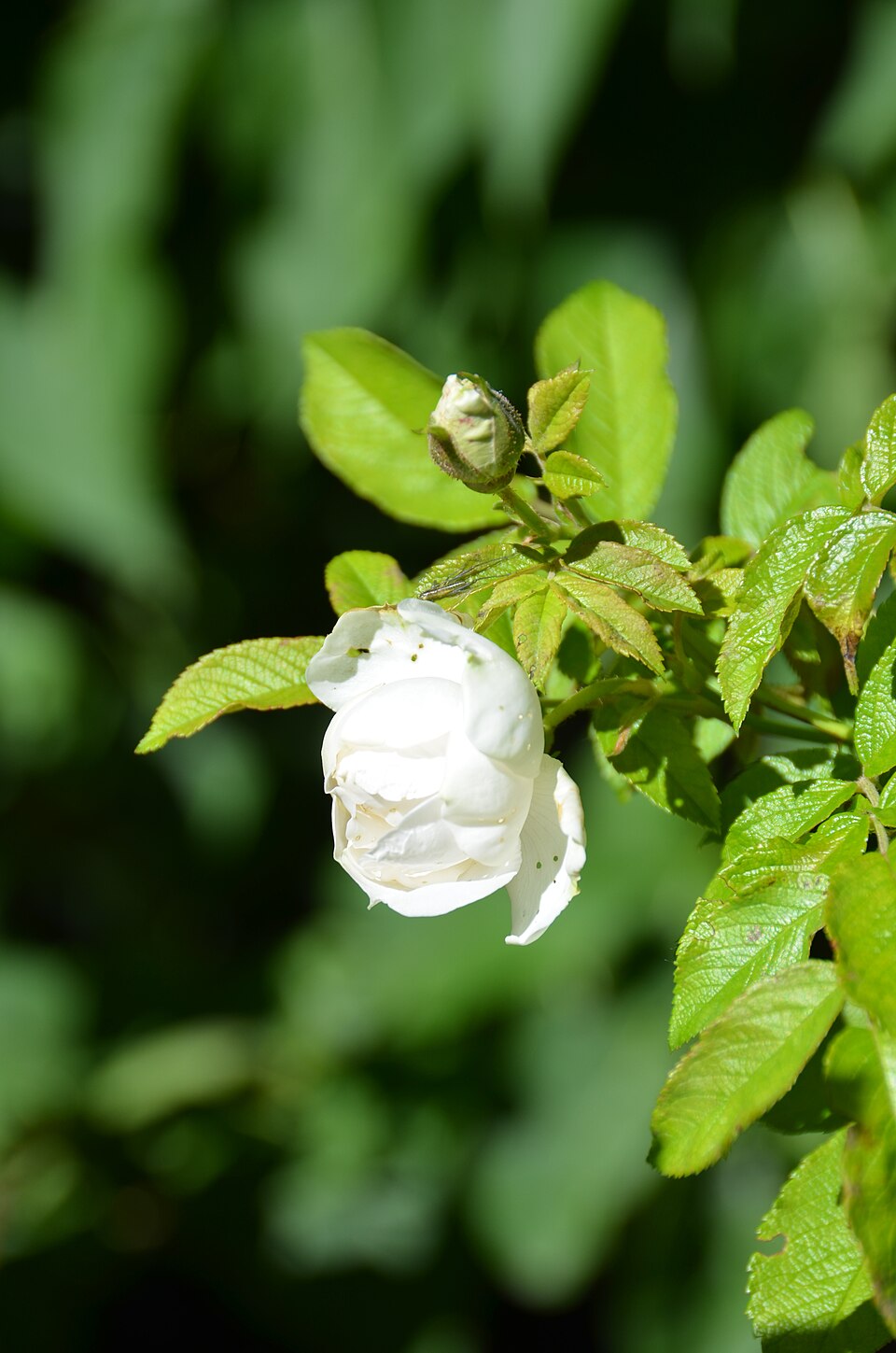 Růže Rugosa (svraskalá)