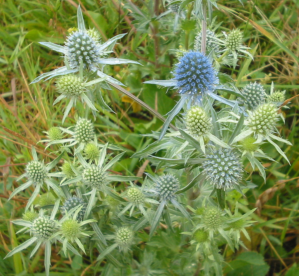 Bodláček ozdobný (eryngium)