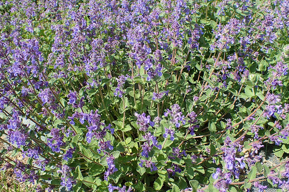 Máčka kočičí (nepeta)
