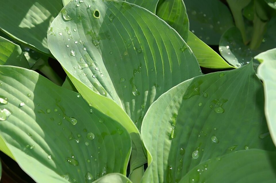 Hosta modrolistá