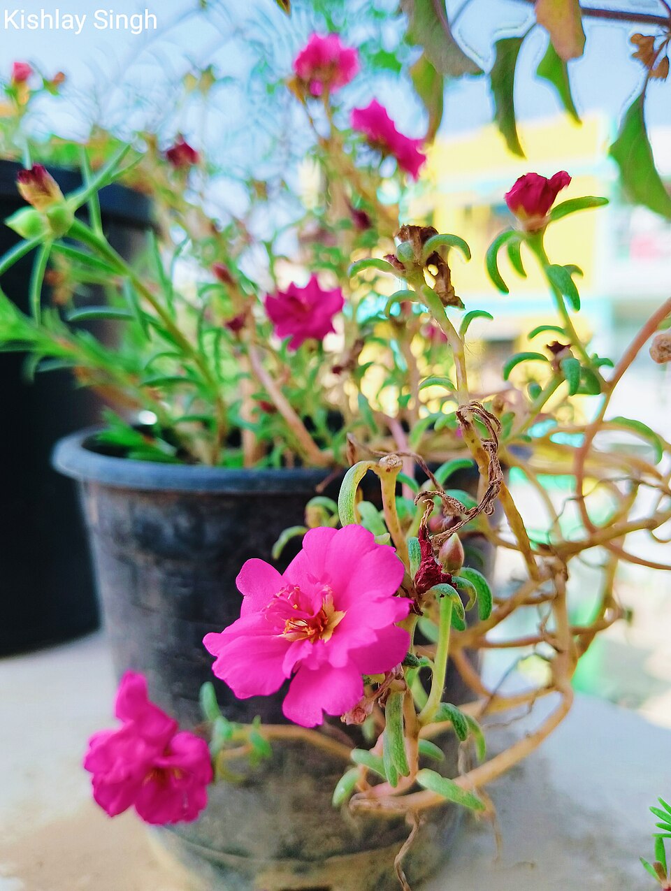 Portulaka velkokvětá