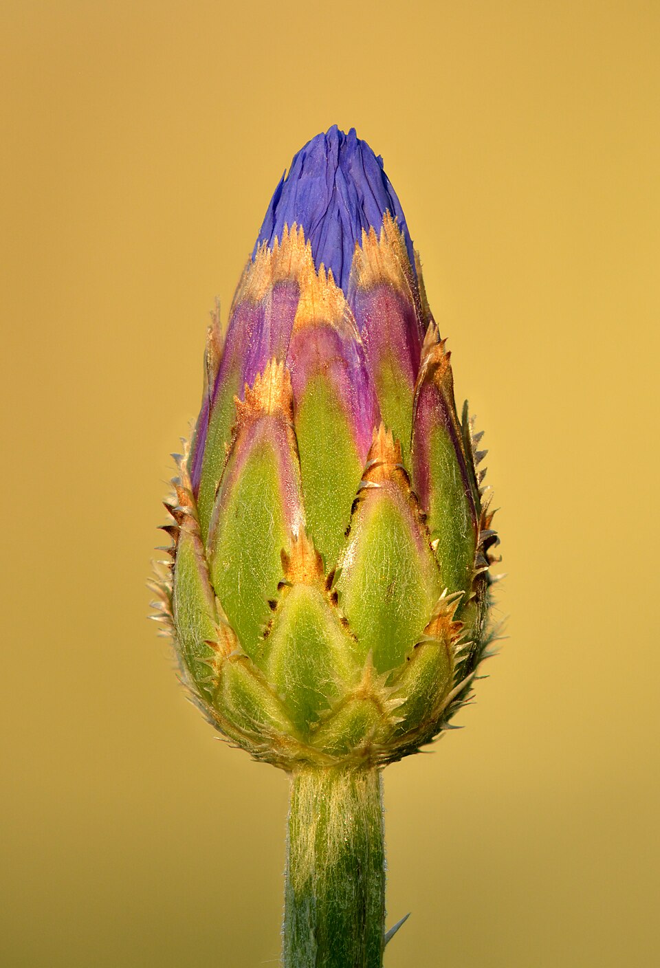 Chrpa modrá