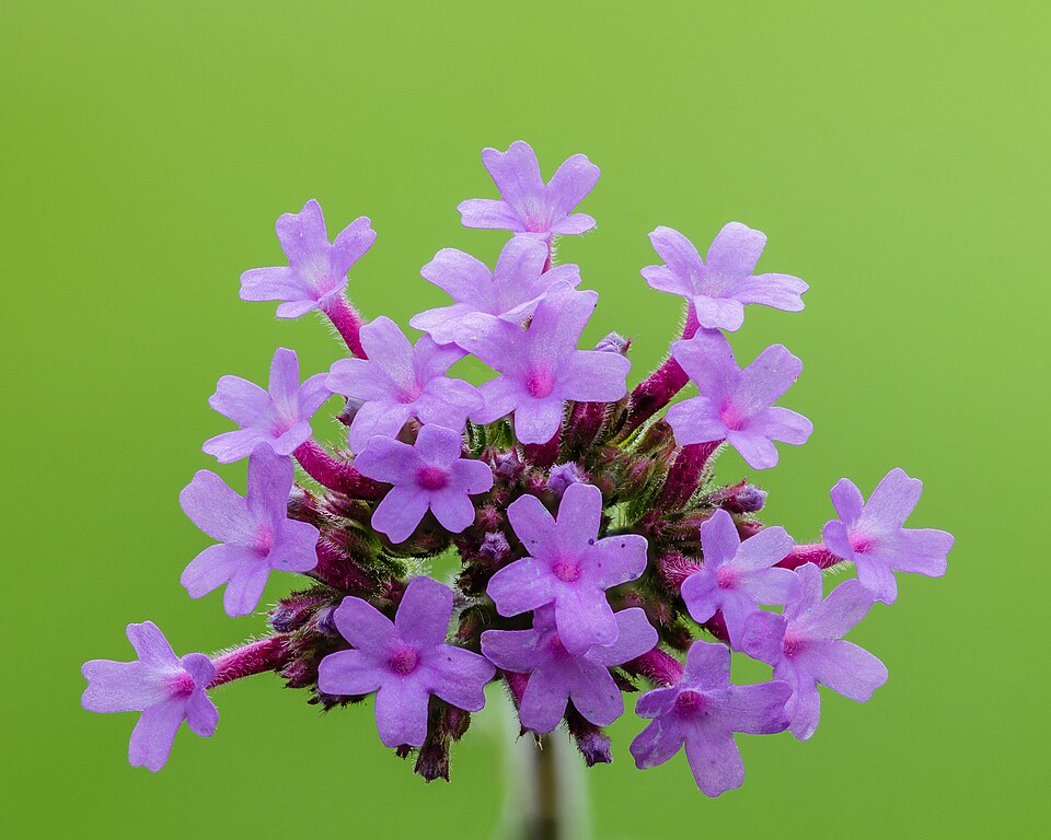Verbena patagonská