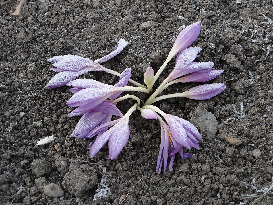 Krokus podzimní (šafránový)