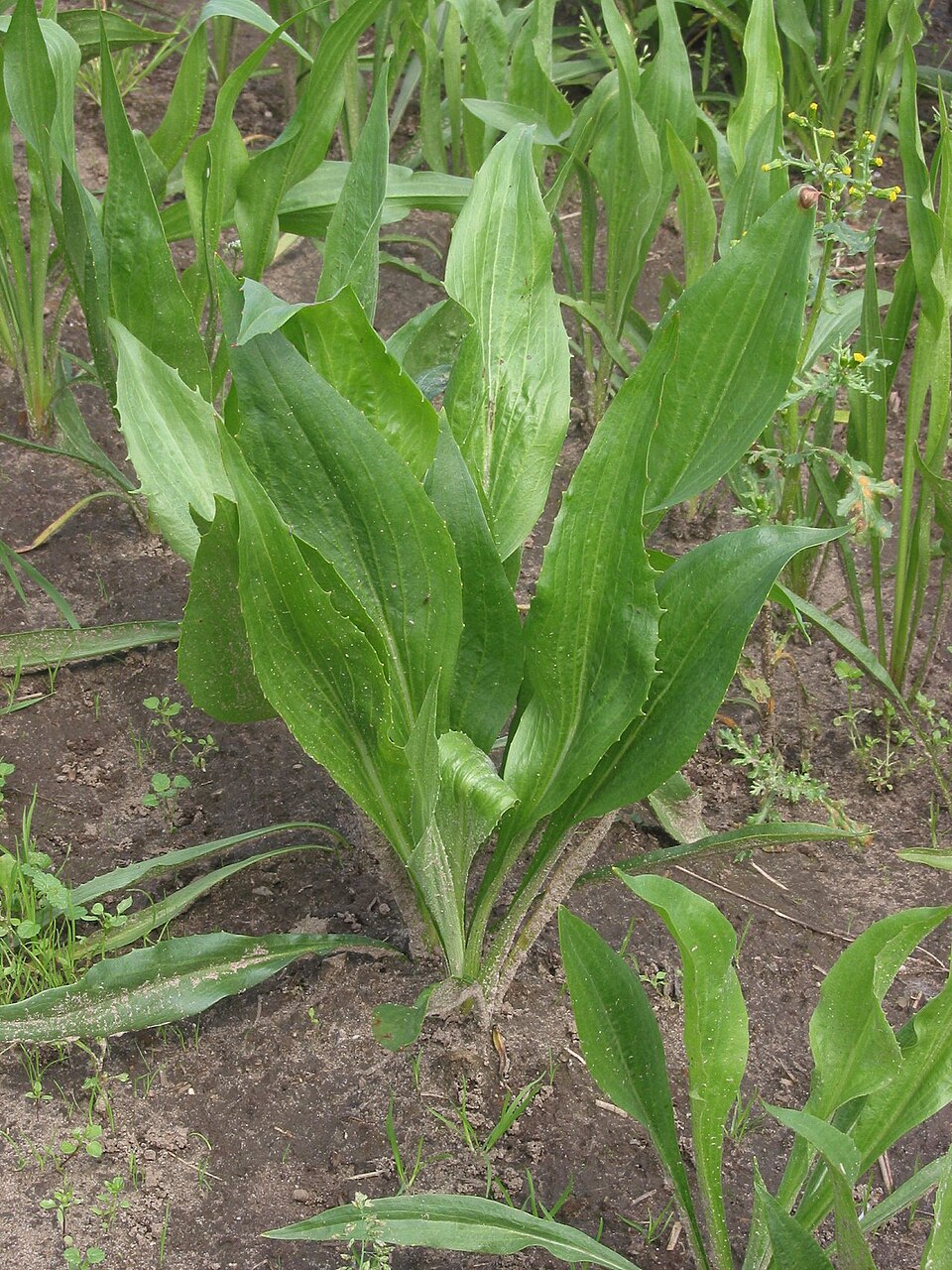 Černý kořen (hadí mord)