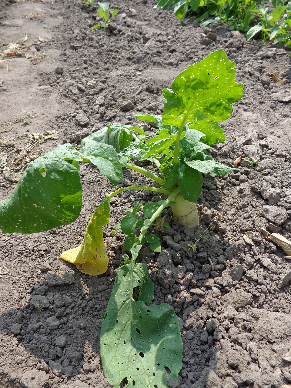 Ředkev daikon