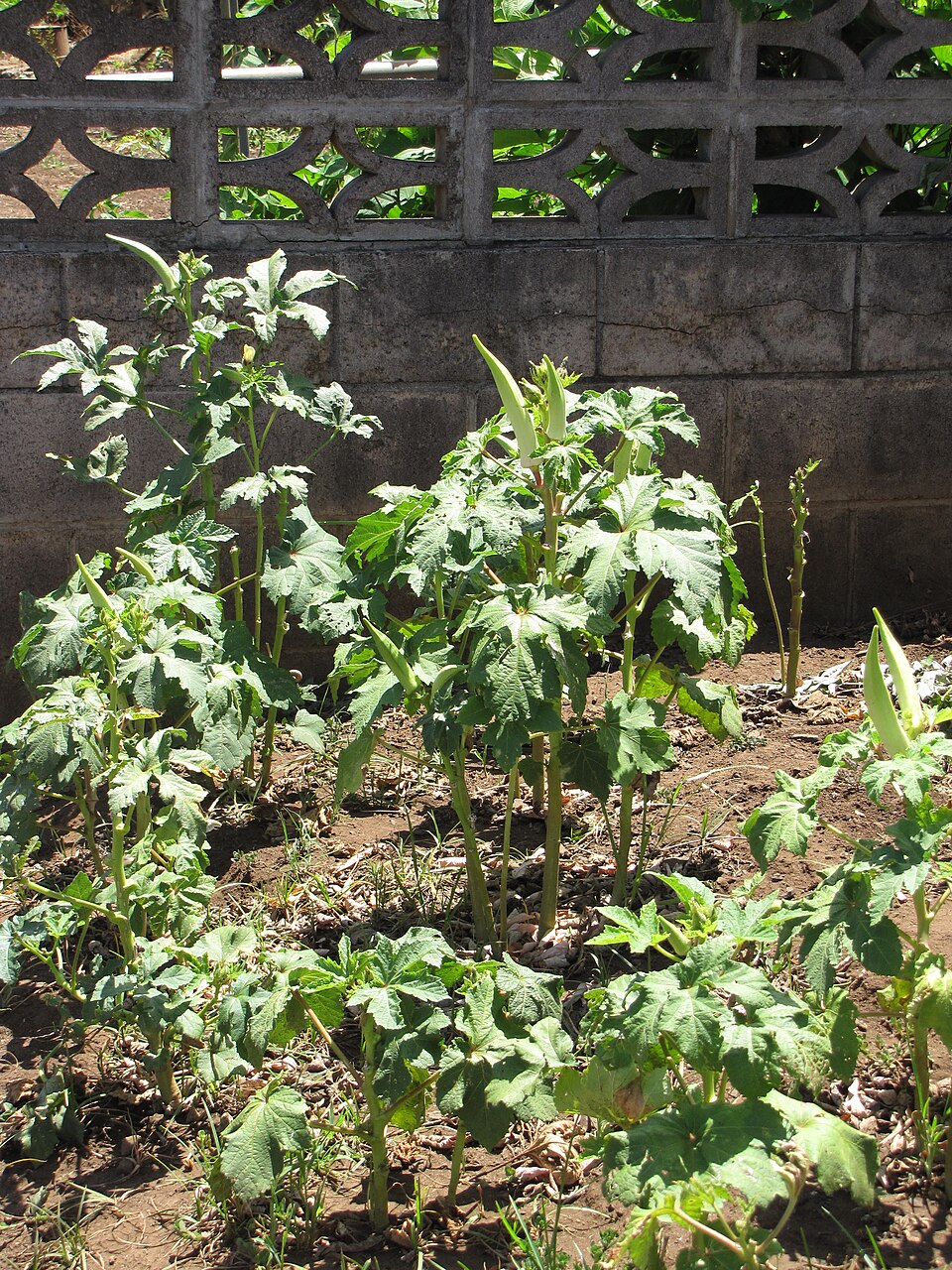 Okra (ibišek jedlý)