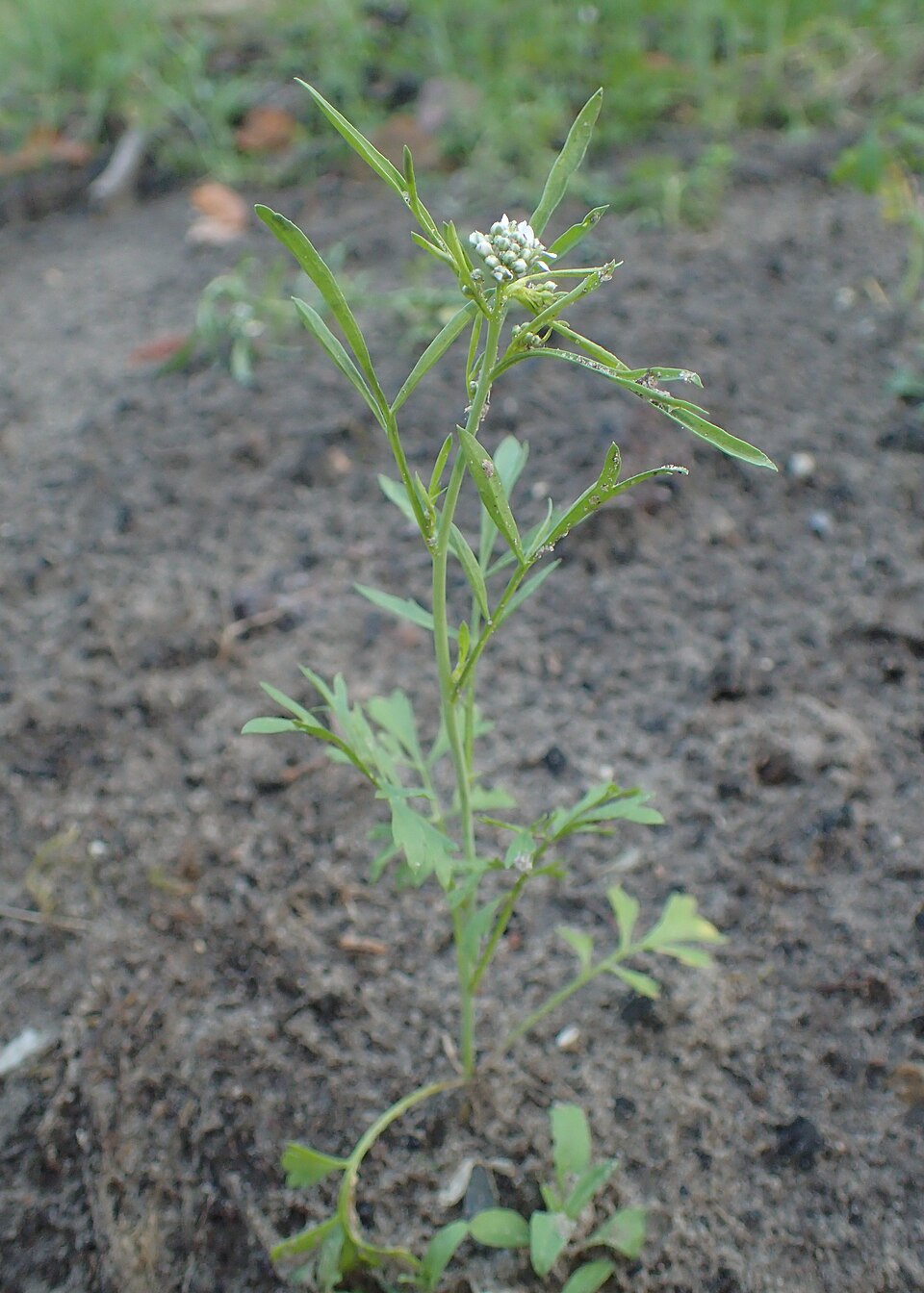 Řeřicha setá