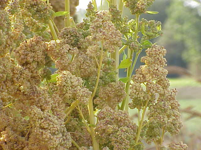 Merlík chilský (quinoa)
