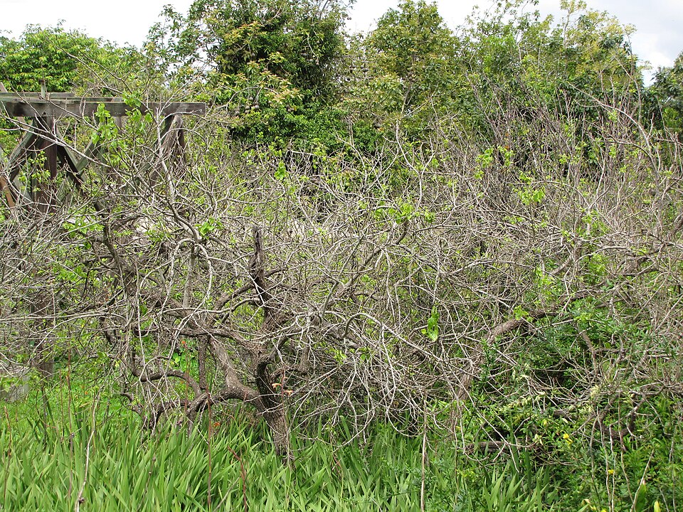Tomel japonský (kaki)