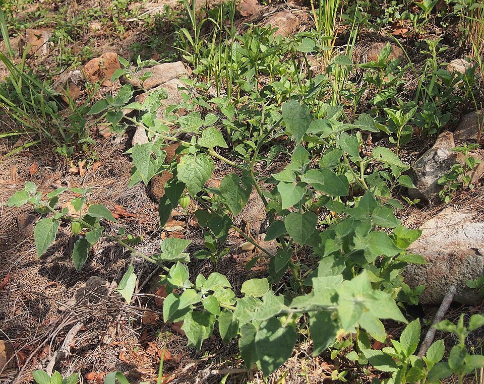 Mochyně vejcovitá (physalis)