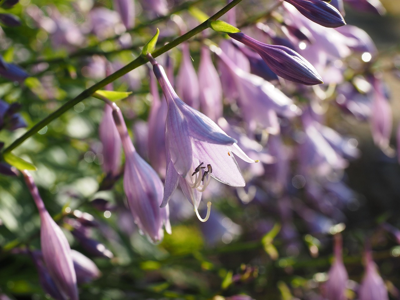 Hosta (funkie)