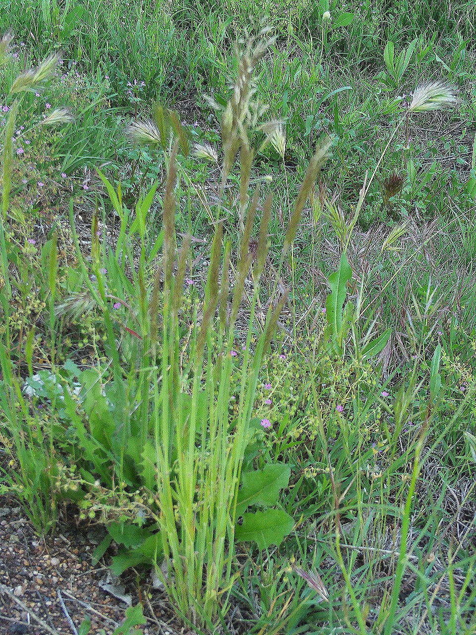 Metlice trsnatá