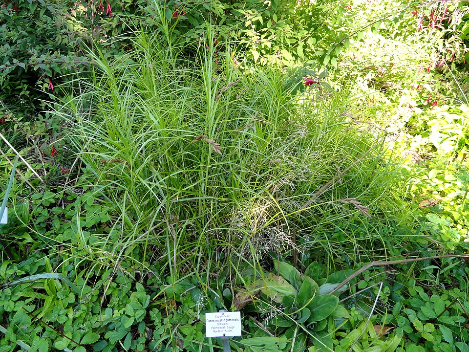 Ostřice palmová
