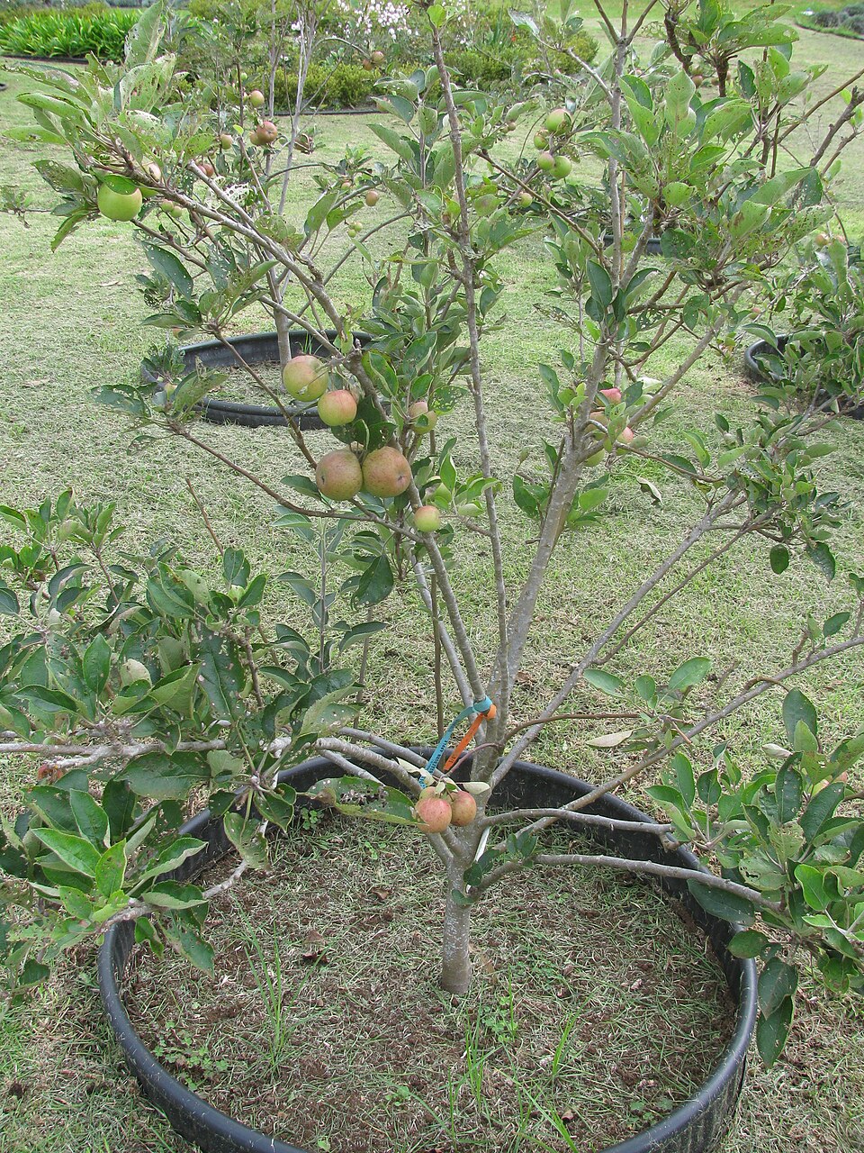 Jabloň Braeburn