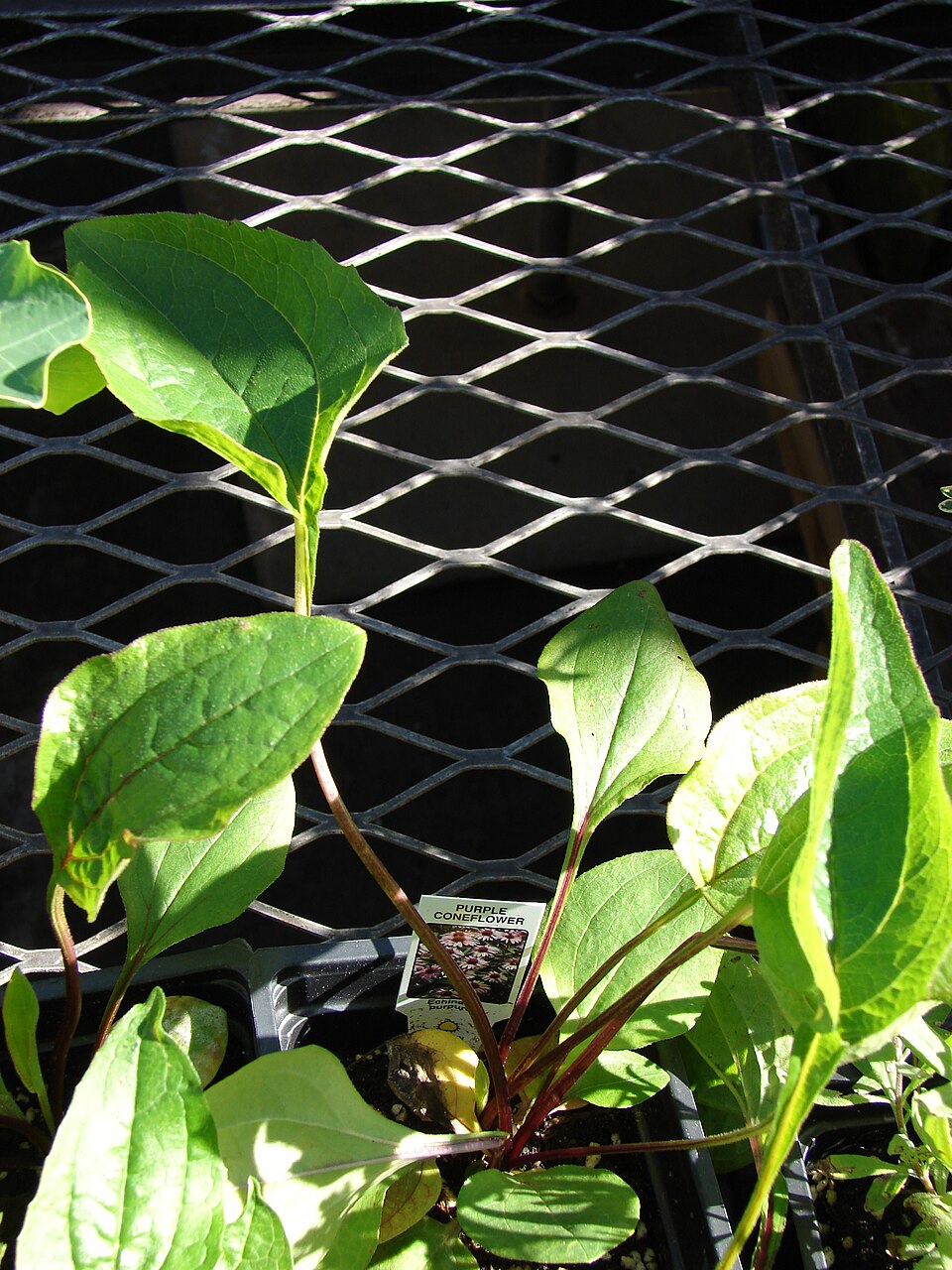 Třapatka nachová (echinacea)